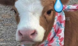 娱乐吃瓜的抖音号,抖音热门号“娱乐吃瓜”揭秘娱乐圈幕后故事