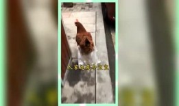 娱乐吃瓜群众群,揭秘“吃瓜群众”背后的故事