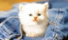 娱乐吃瓜茶小猫