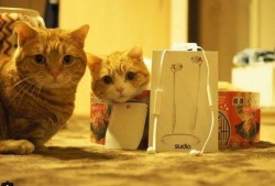 娱乐吃瓜茶小猫