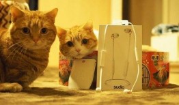 娱乐吃瓜茶小猫