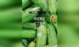 娱乐吃瓜花,吃瓜花背后的故事